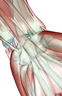 Illust Prints: anatomy, close-up view, flexor retinaculum, front view, human, illustration, muscles
