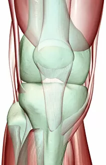Images Dated 24th June 2007: anatomy, close-up view, front view, human, illustration, knee, knee muscles, knee tendons