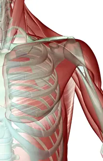 anatomy, deltoid, front view, human, illustration, muscles, muscles of the shoulder
