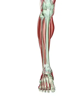 anatomy, dorsal interosseus, extensor digitorum brevis, extensor digitorum longus