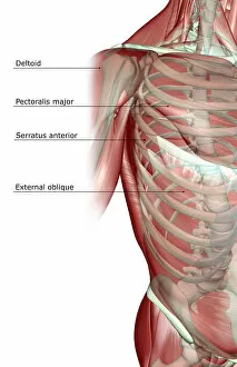 Images Dated 24th June 2007: anatomy, external oblique, front view, human, illustration, labeled, muscles, muscles of the trunk