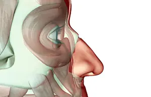 anatomy, face, face muscles, human, illustration, muscles, muscles of the face, musculature