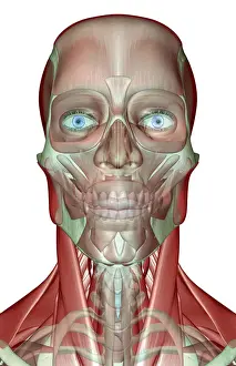 anatomy, face, face muscles, front view, frontalis, head, head muscles, human, illustration
