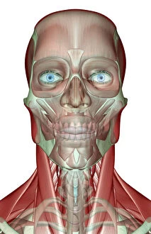 Images Dated 24th June 2007: anatomy, face, face muscles, front view, frontalis, head, head muscles, human, illustration