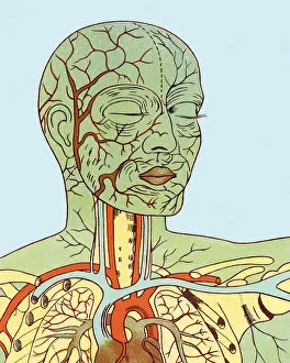 Anatomy of Head and Chest