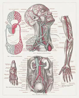 Human Internal Organ Collection: Anatomy of the human bloodstream, lithograph, published in 1874