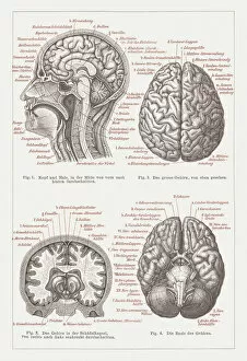 Images Dated 21st May 2015: Anatomy of the human brain, lithograph, published in 1876
