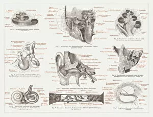 Science Gallery: Anatomy of the human ear, lithograph, published in 1876
