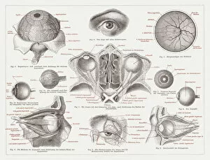 Anatomy of the human eye, lithograph, published in 1874