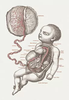 Science Gallery: Anatomy of the human fetus, lithograph, published in 1875