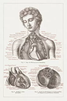 Images Dated 24th May 2015: Anatomy of the human heart, lithograph, published in 1876