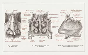 Science Gallery: Anatomy of the human nose, lithograph, published in 1877