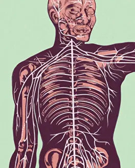 Green Background Prints: Anatomy of Nerves of Body and Head