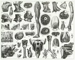 Human Internal Organ Collection: Anatomy of Organs Engraving
