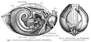 Animal Shell Collection: Anatomy of shell engraving 1895