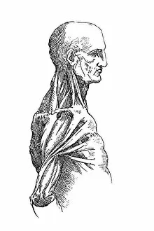 Images Dated 3rd October 2016: Anatomy sketch