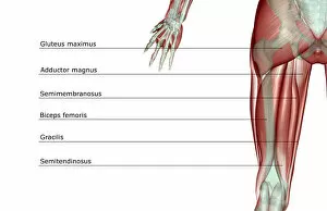 anatomy, back view, biceps femoris, gluteus maximus, gracilis, human, illustration