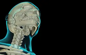 Bone Structure Prints: anatomy, below view, black background, bone, bone structure, bone structure of the head