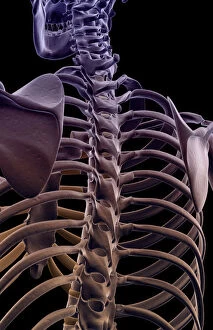 anatomy, back view, black background, bone, bone structure, bone structure of the upper body