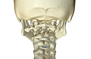 Bone Structure Prints: anatomy, back view, bone, bone structure