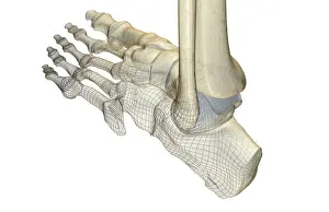 Bone Structure Prints: anatomy, back view, bone, bone structure