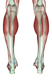 Illustrat Prints: anatomy, back view, calcaneal tendon, gastrocnemius, human, illustration, leg muscles