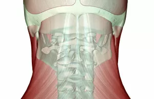 Images Dated 24th June 2007: anatomy, back view, close-up view, human, illustration, muscles, muscles of the neck