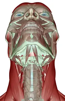 Below View Prints: anatomy, below view, digastric