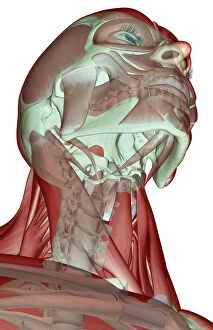 anatomy, below view, digastric, front view, head, head muscles, human, illustration