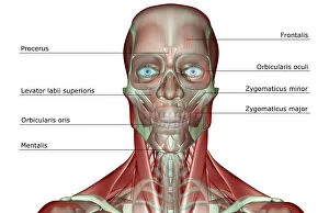 Images Dated 24th June 2007: anatomy, front view, frontalis, head, head muscles, human, illustration, labeled