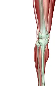 Knee Prints: anatomy, front view, gastrocnemius, human, illustration, knee, knee muscles, knee tendons