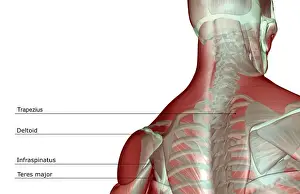 Medical Image Collection Prints: anatomy, back view, head, head muscles, human, illustration, infraspinatus, labeled