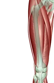 anatomy, front view, human, illustration, muscles, muscles of the thigh, musculature