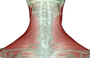 Muscles Prints: anatomy, back view, human, illustration, muscles, muscles of the neck, musculature