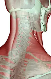 anatomy, back view, human, illustration, muscles, muscles of the neck, musculature