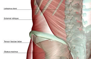anatomy, front view, human, illustration, labeled, lower back, lower back muscles