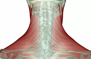 Images Dated 24th June 2007: anatomy, back view, human, illustration, muscles, muscles of the neck, musculature