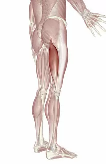 anatomy, back view, below view, biceps femoris, hamstrings, human, illustration, leg