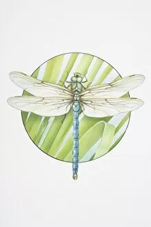 Arthropoda Gallery: Anax imperator, Emperor Dragonfly