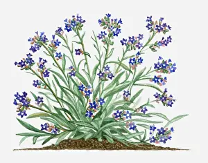 Long Prints: Anchusa officinalis (Common Bugloss or Alkanet) with blue flowers and green leaves on long stems