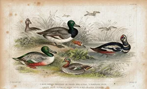 Pond Collection: Ancient, Antique, Beak, Bird, Bird Watching, Damaged, Distressed, Drake, Duck, Feather