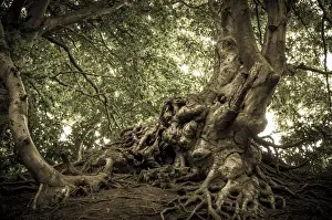 Ruegen Prints: Ancient Beech -Fagus- in a forest