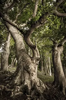 Ruegen Prints: Ancient Beech -Fagus- in a forest