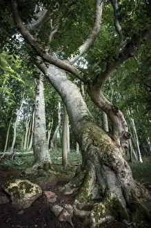 Ruegen Prints: Ancient Beech -Fagus- in a forest