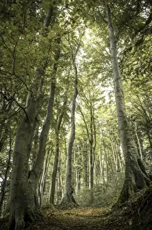 Ruegen Prints: Ancient Beech -Fagus- along the lower shore path from Lohme to Koenigstuhl