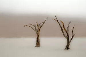 Amazing Deserts Gallery: Ancient camel thorn trees (Vachellia erioloba) in fog in Dead Vlei, Sossusvlei