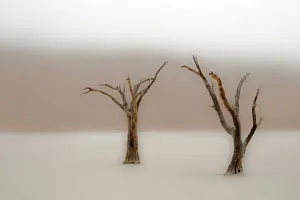 Arid Prints: Ancient camel thorn trees (Vachellia erioloba) in fog in Dead Vlei