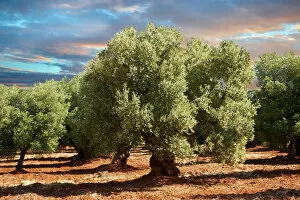 Evening Collection: Ancient Cerignola olive trees -Olea europaea-, Ostuni, Apulia, Italy