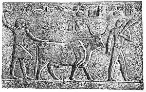 Wine Bottle Prints: Ancient Egypt agriculture