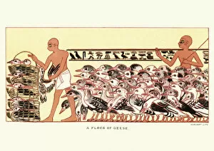 Large Group Of Animals Collection: Ancient egyptian farmers herding a flock of geese